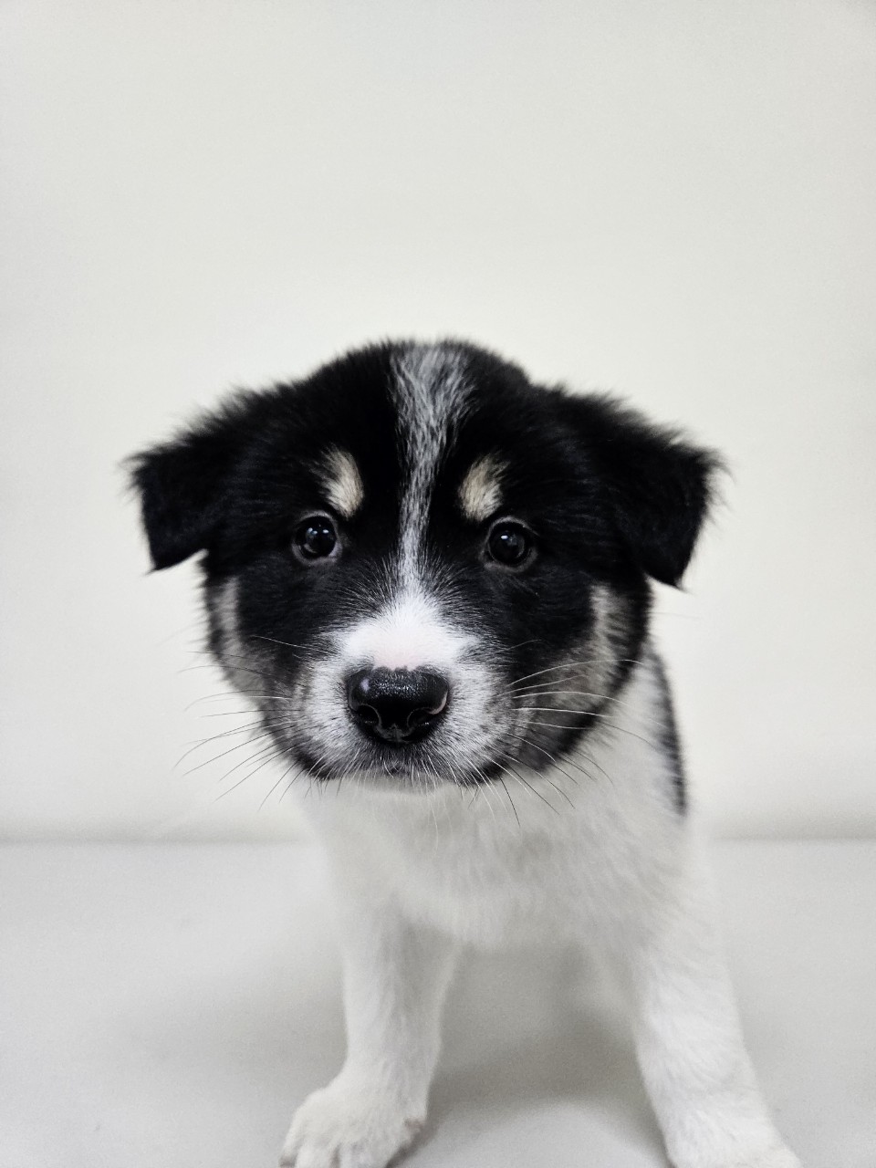 아산동물복지지원센터_444452202502177